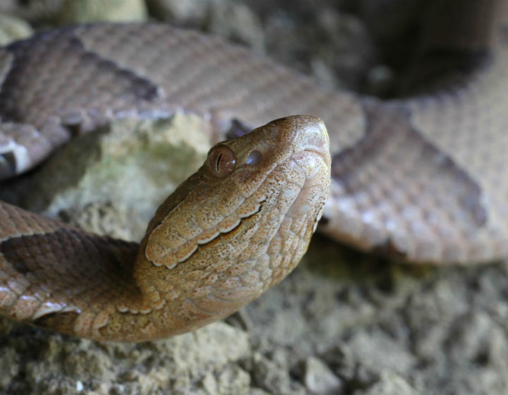  Copperhead